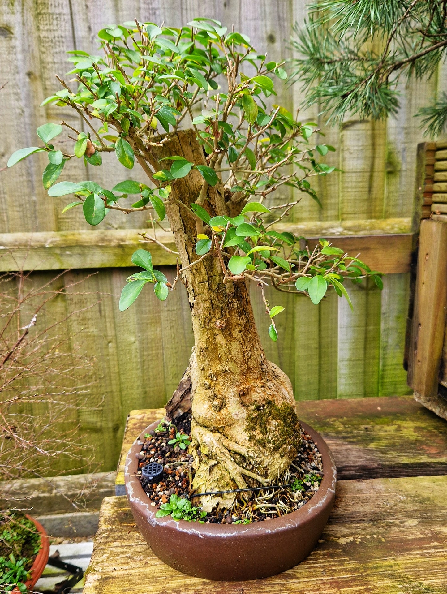 Privet Ligrustum Ovalifolium
