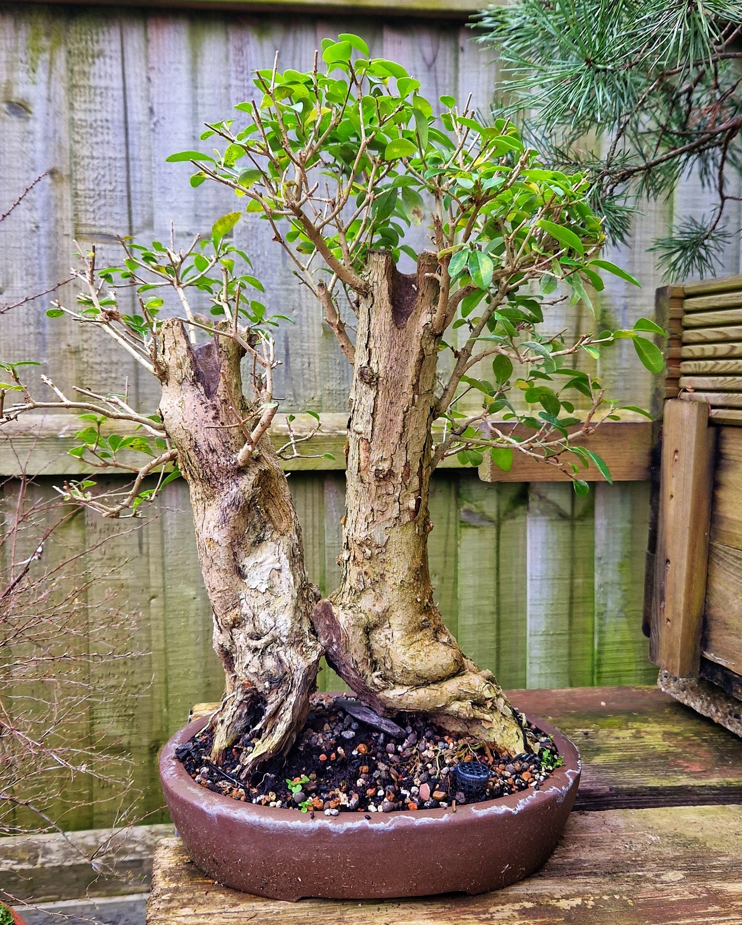 Privet Ligrustum Ovalifolium