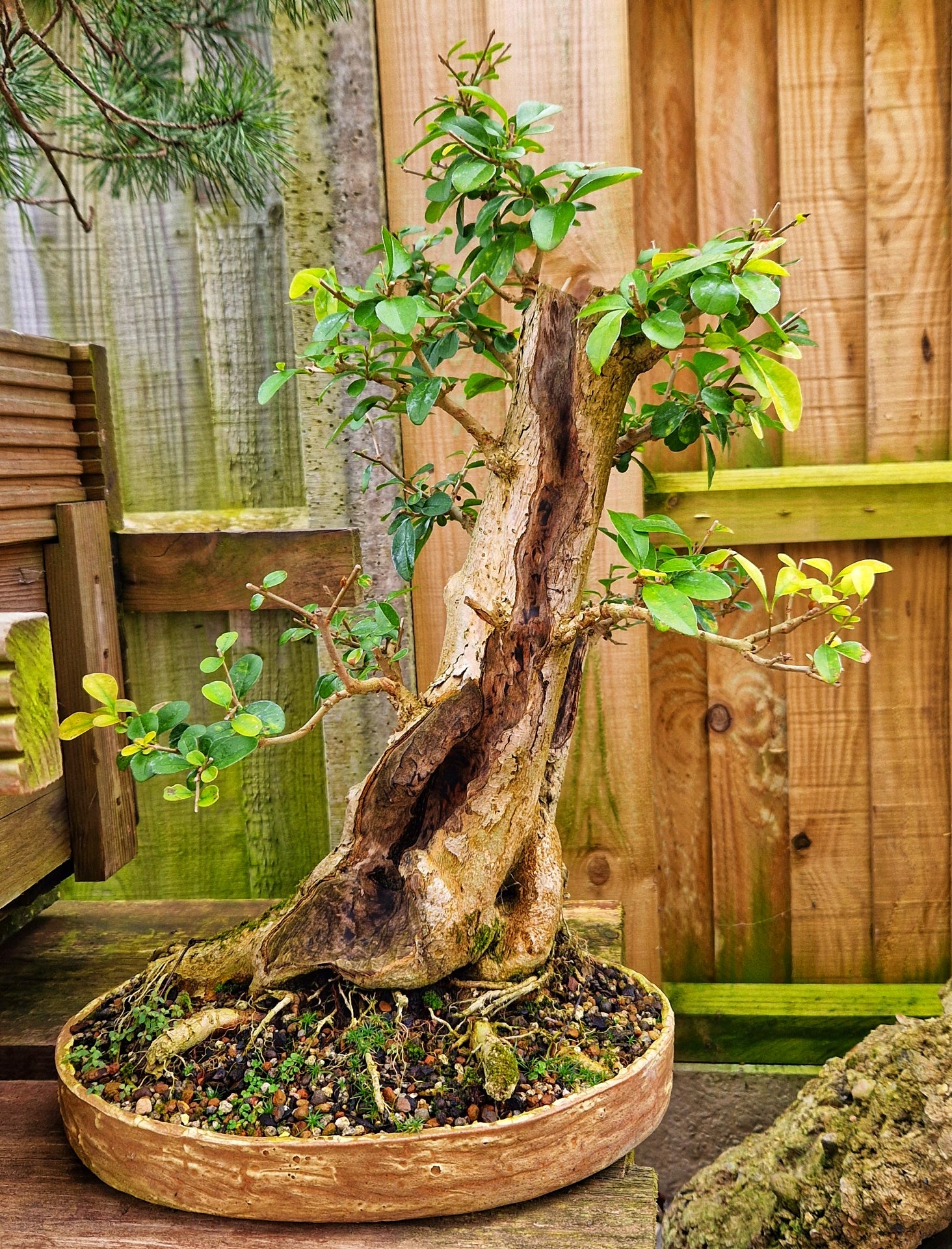 ligustrum bonsai tree privet Privet ligrustum ovalifolium – Rojin Bonsai Studio