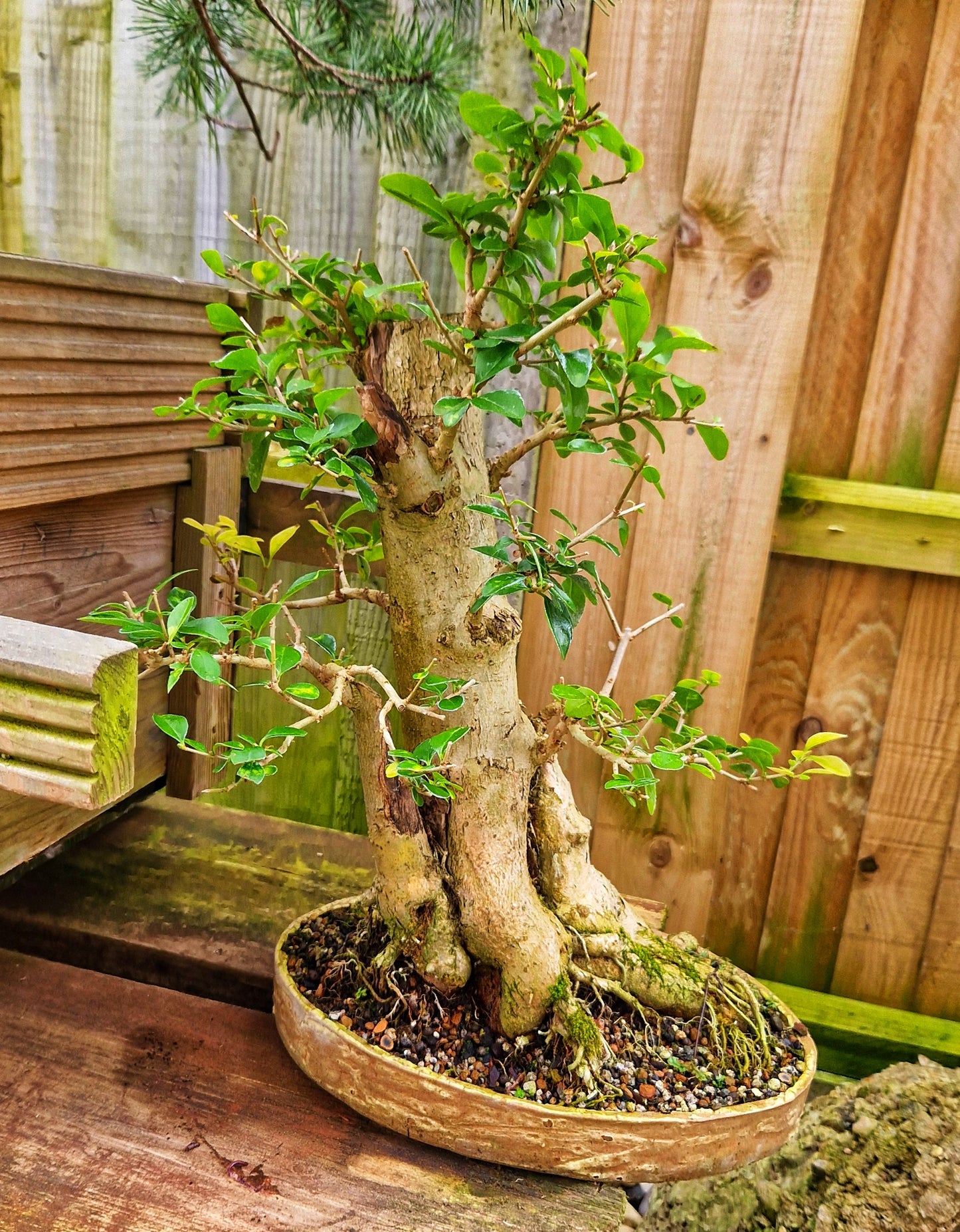 Privet ligrustum ovalifolium