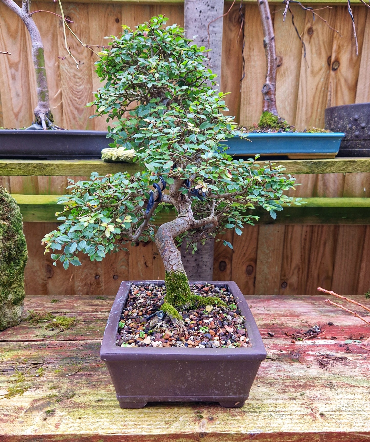 Chinese Elm Bonsai