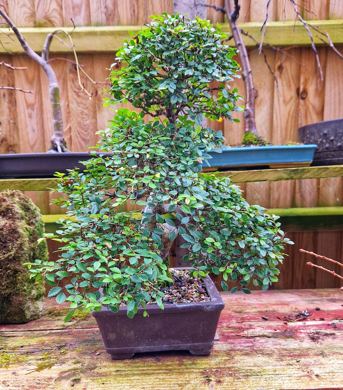 Chinese Elm Bonsai