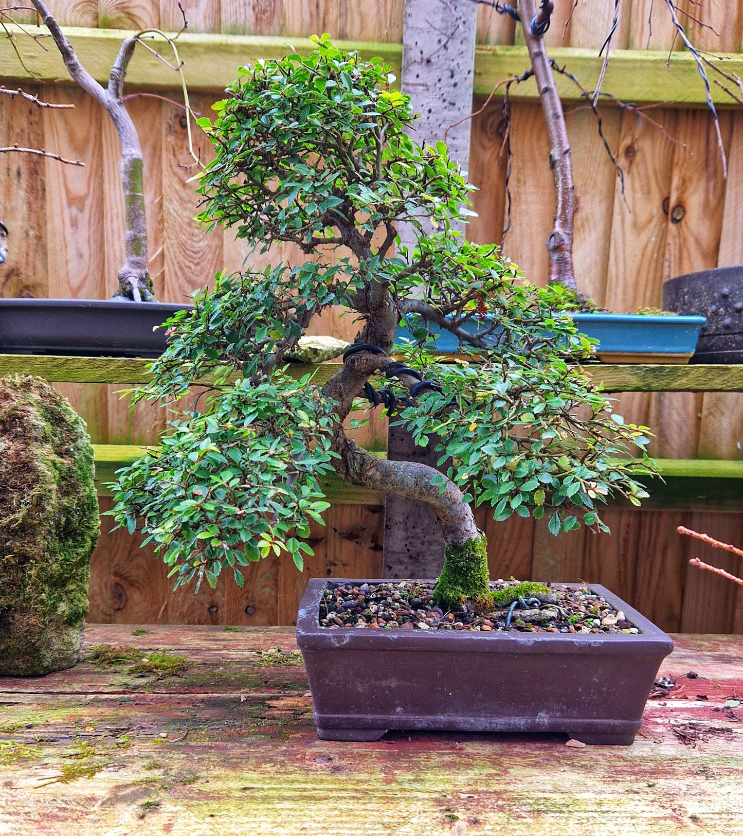 Chinese Elm Bonsai