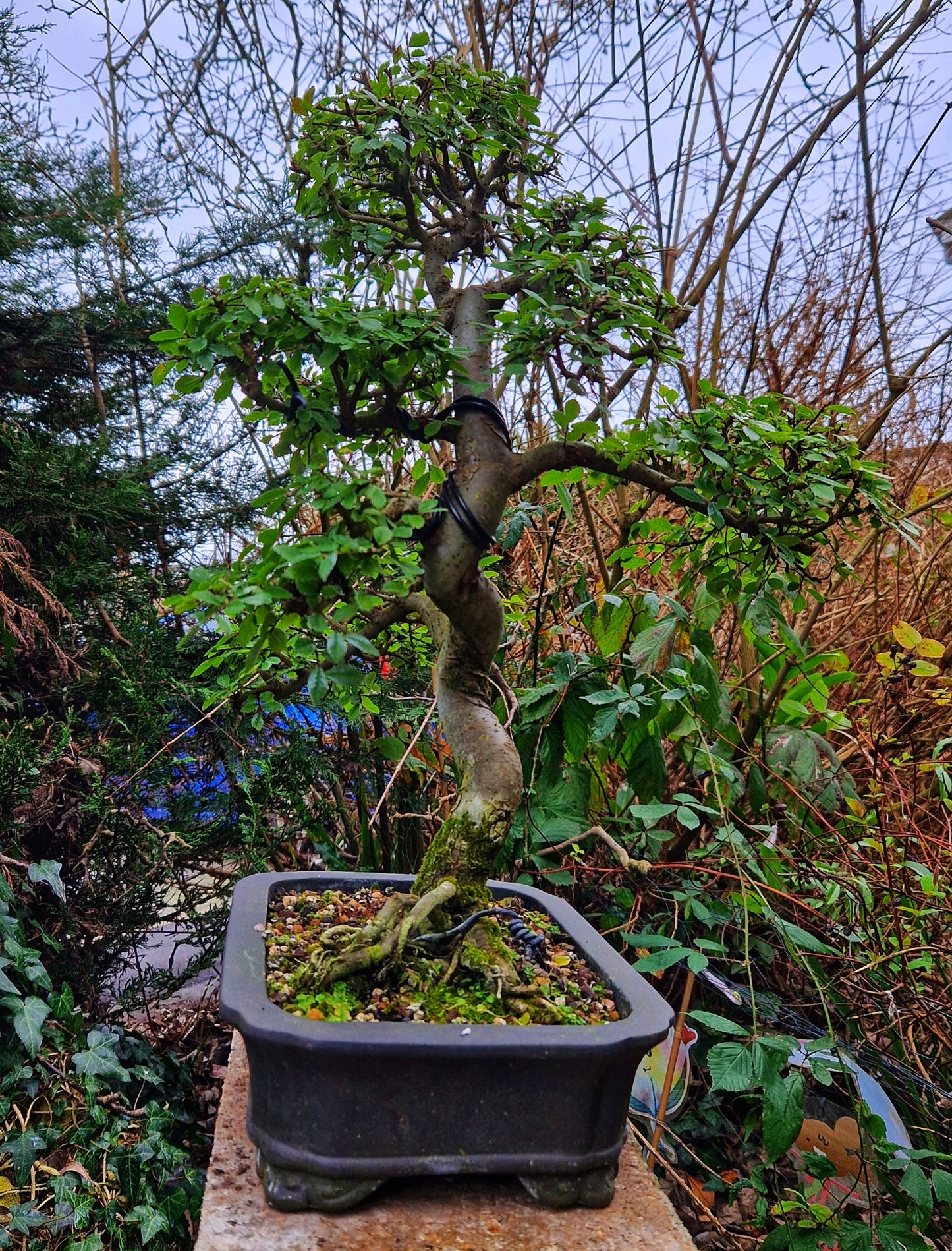 Chinese Elm Bonsai