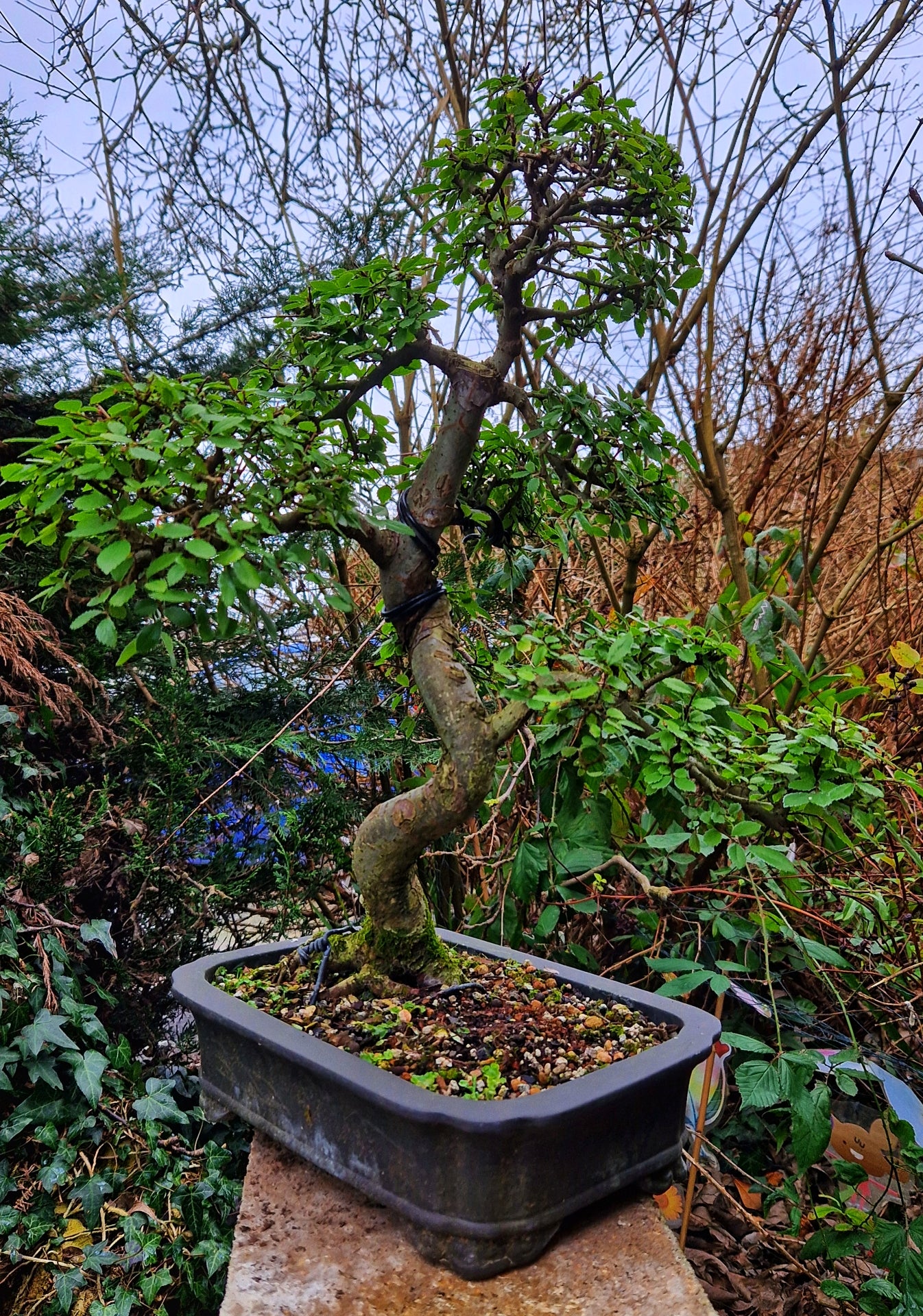 Chinese Elm Bonsai