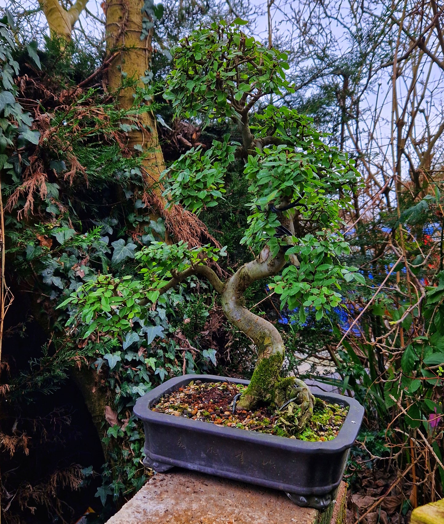Chinese Elm Bonsai