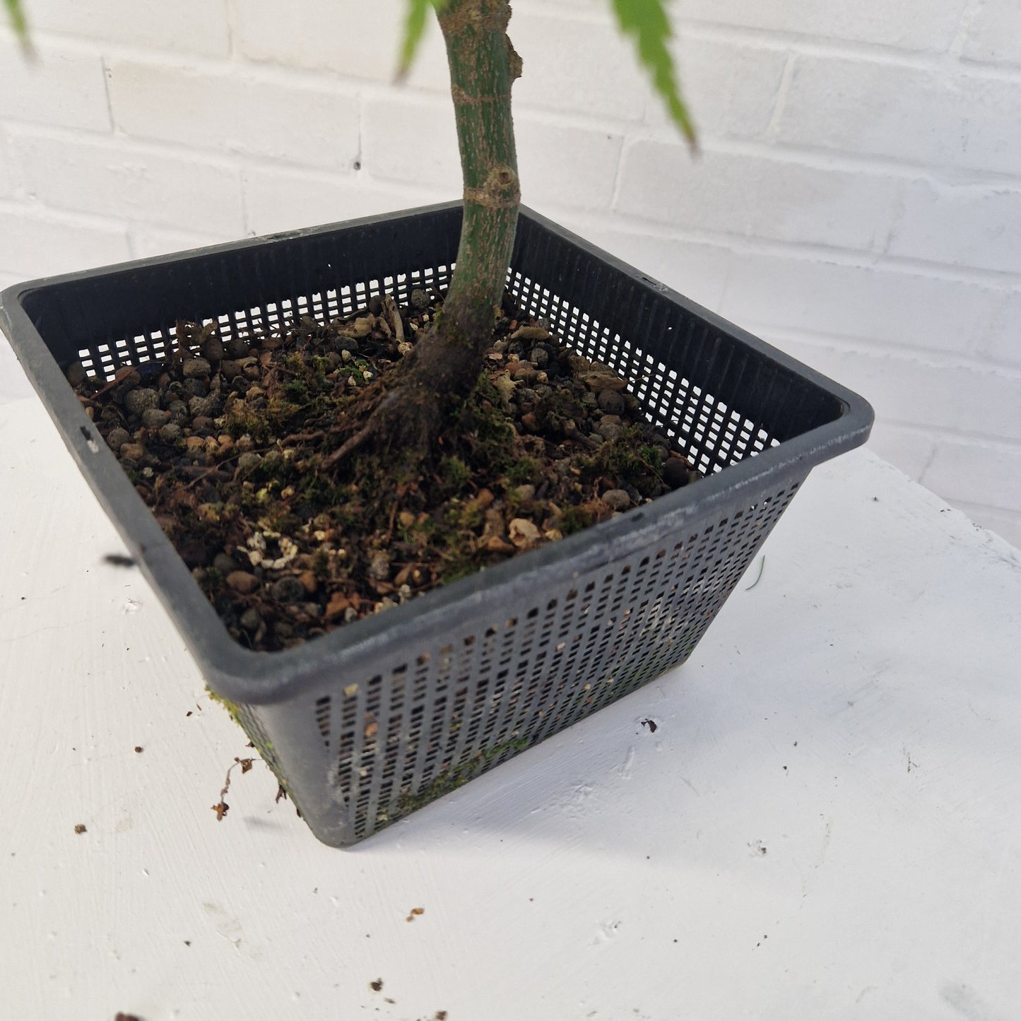 Japanese Maple Bonsai starter tree