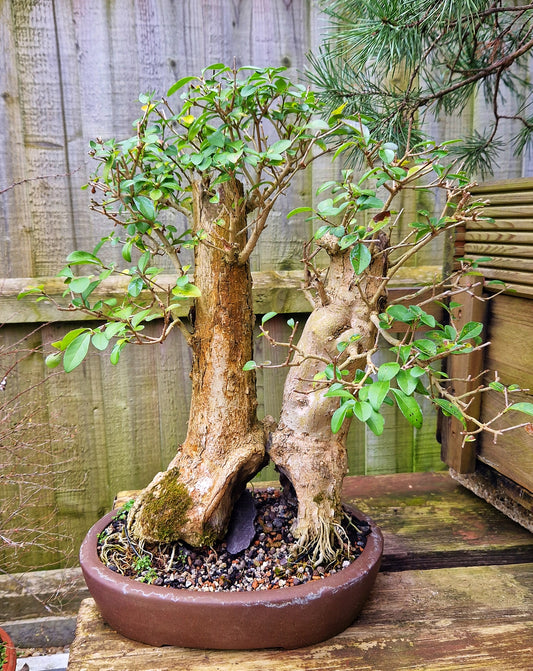 Privet Ligrustum Ovalifolium