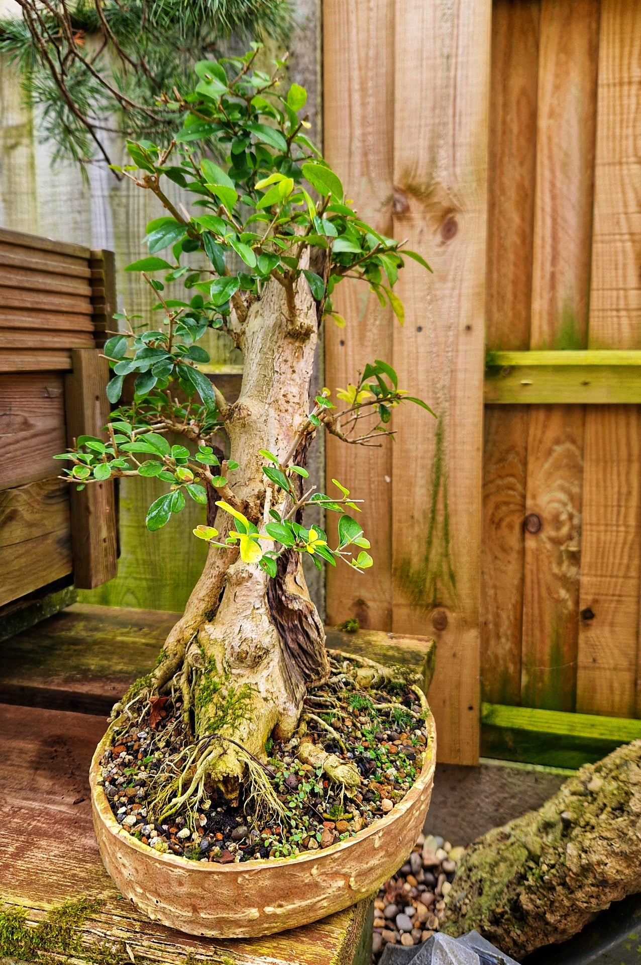 Privet ligrustum ovalifolium