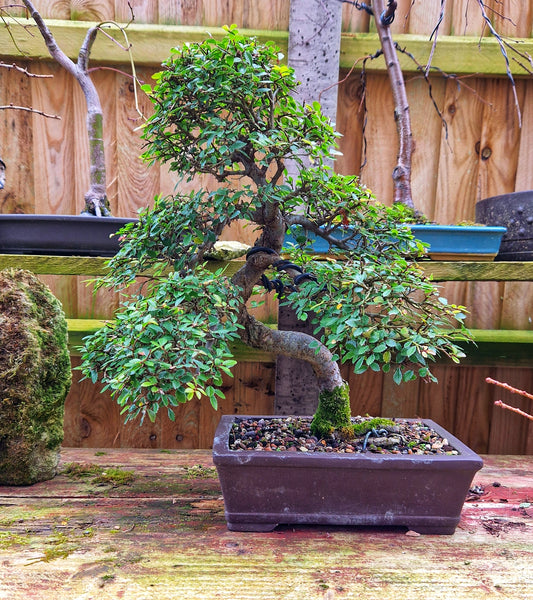 Chinese Elm Bonsai