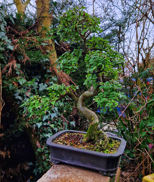 Chinese Elm Bonsai