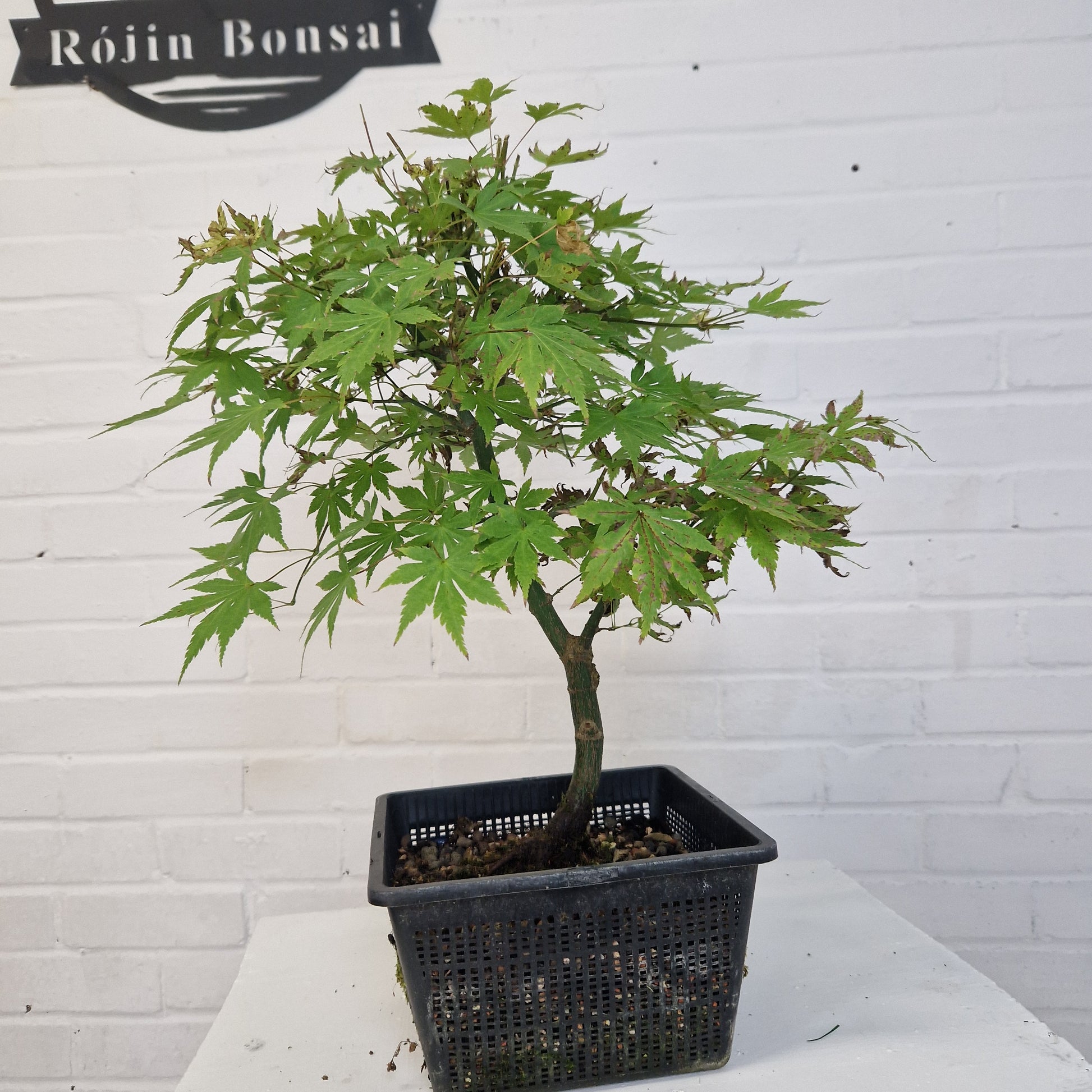 japanese maple bonsai tree kit Japanese Maple Bonsai starter tree – Rojin Bonsai Studio