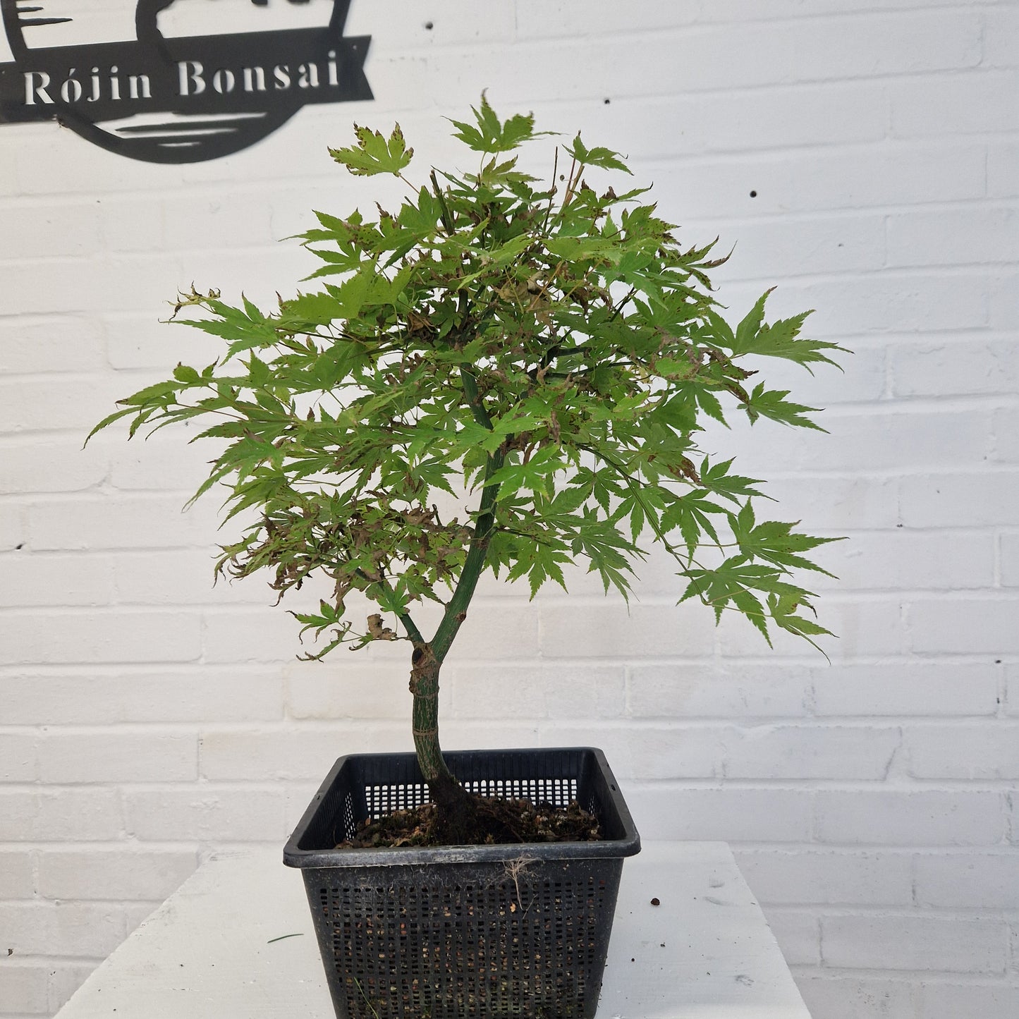 Japanese Maple Bonsai starter tree