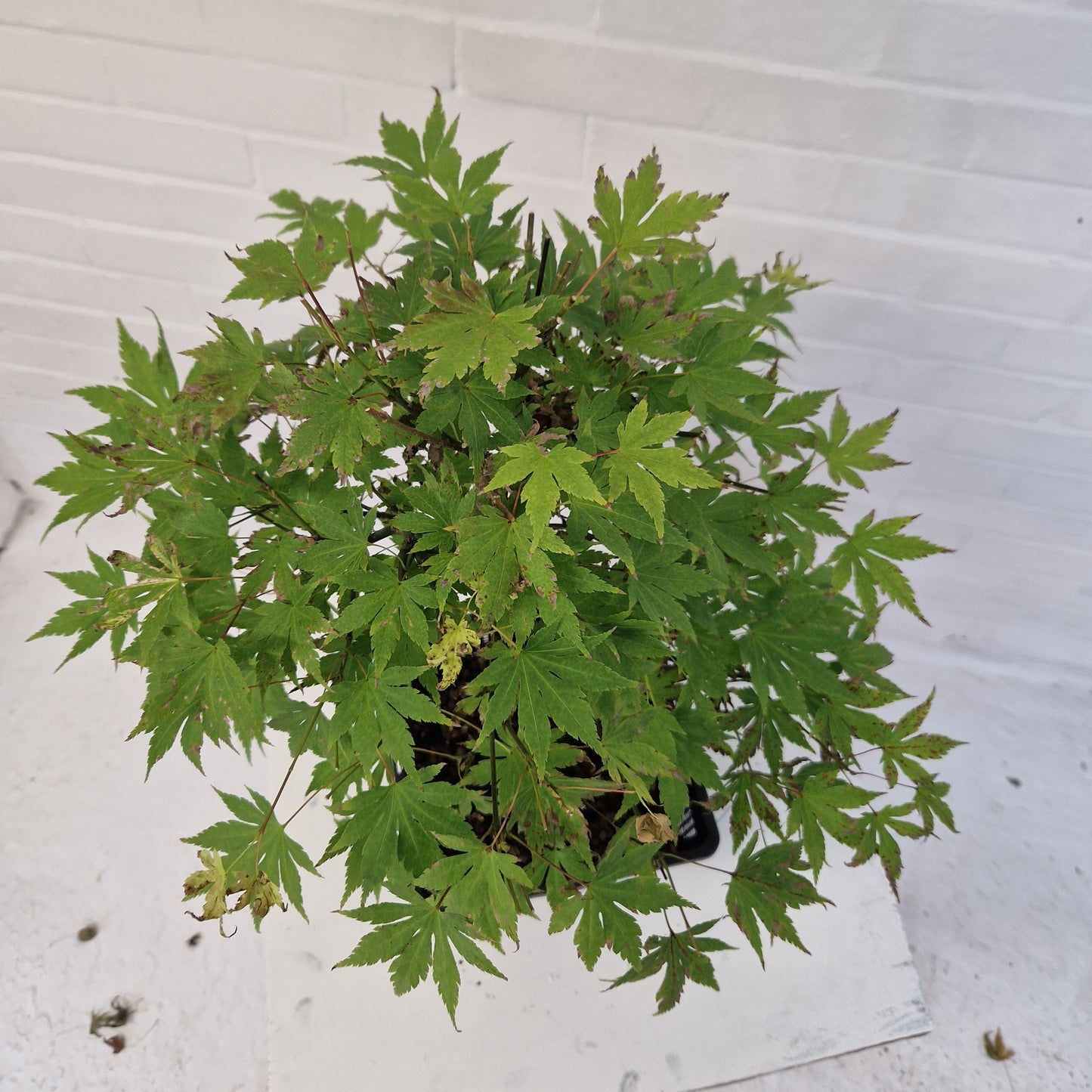 Japanese Maple Bonsai starter tree