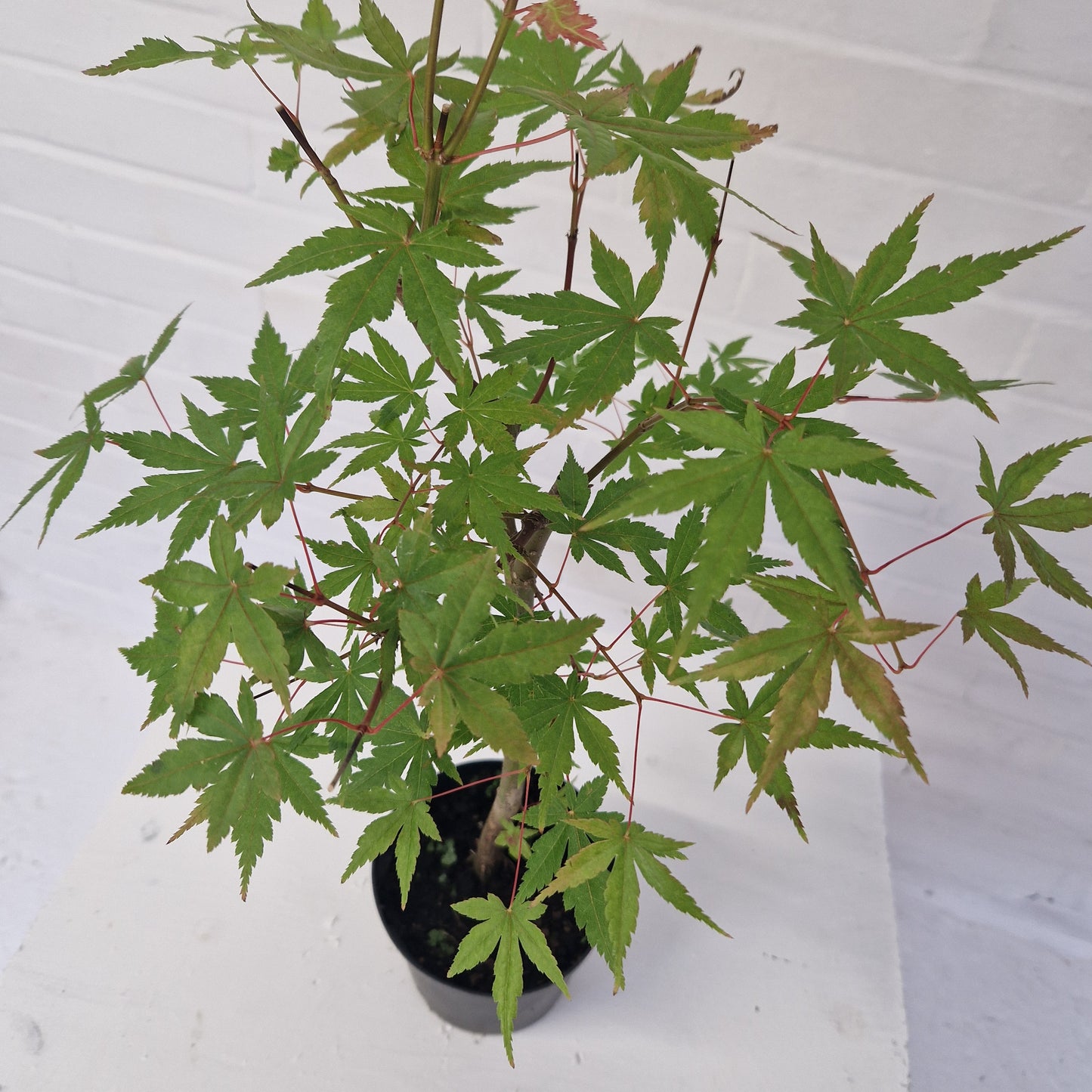 Japanese Mountain Maple Starter Bonsai