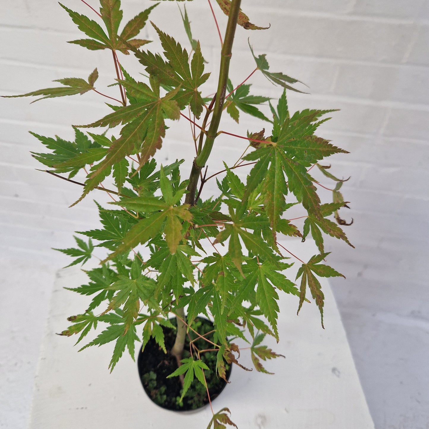 Japanese Mountain Maple starter Bonsai