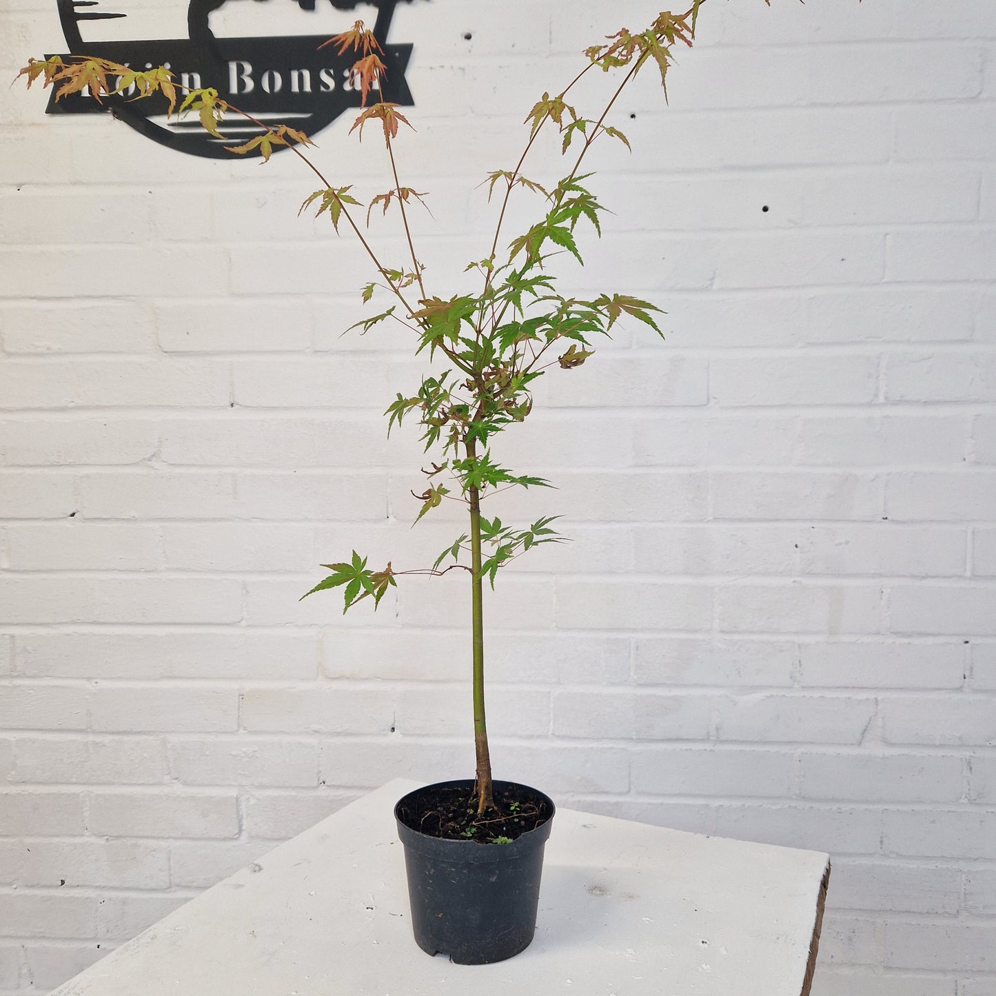 Japanese Mountain Maple Starter Bonsai