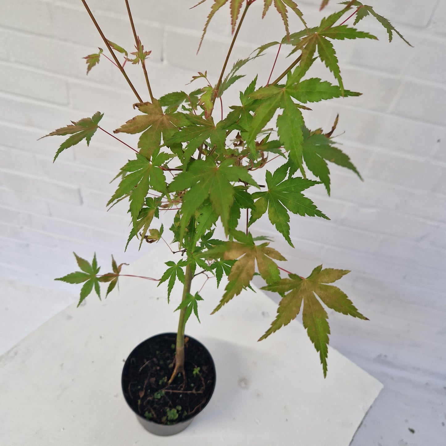 Japanese Mountain Maple Starter Bonsai