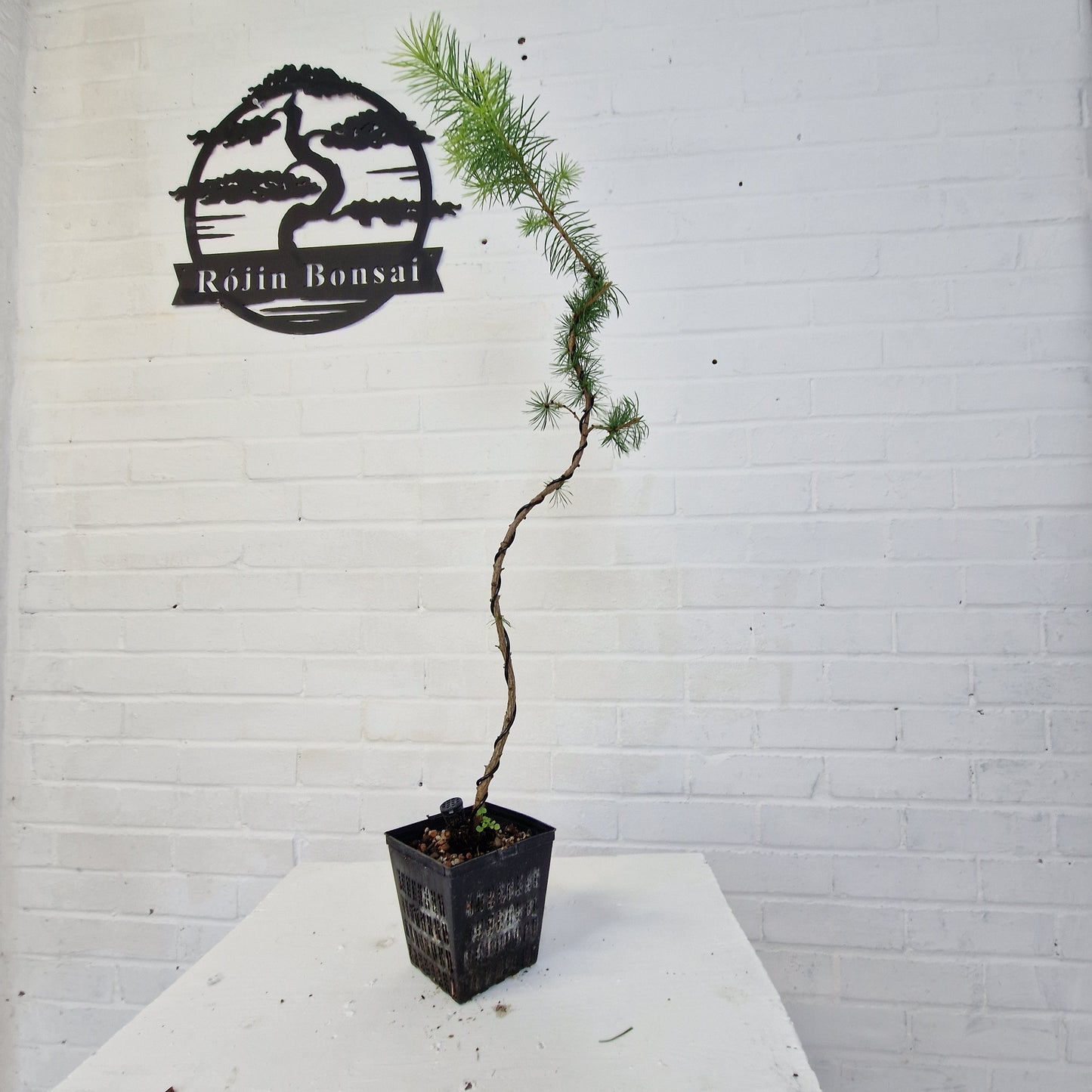 Japanese larch bonsai starter tree.