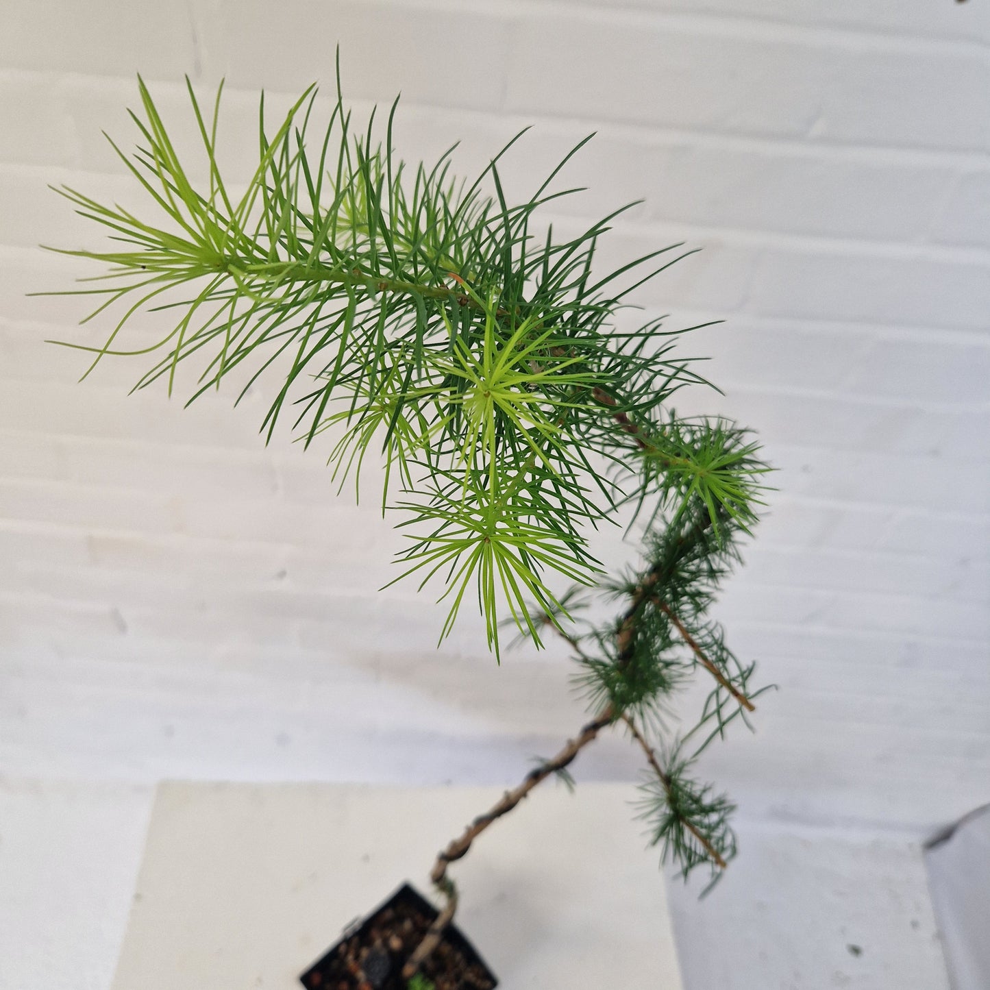 Japanese larch bonsai starter tree.