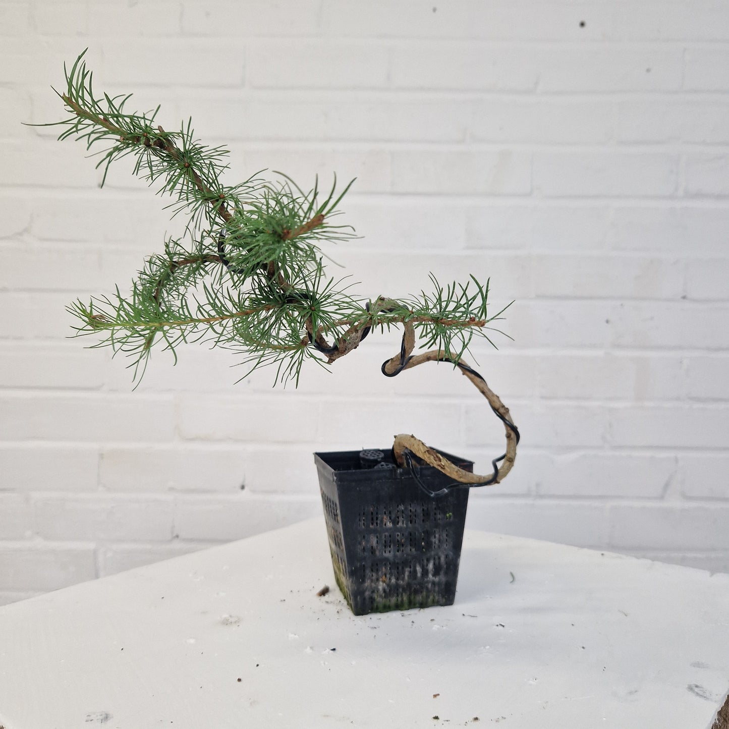 Japanese larch starter Bonsai tree