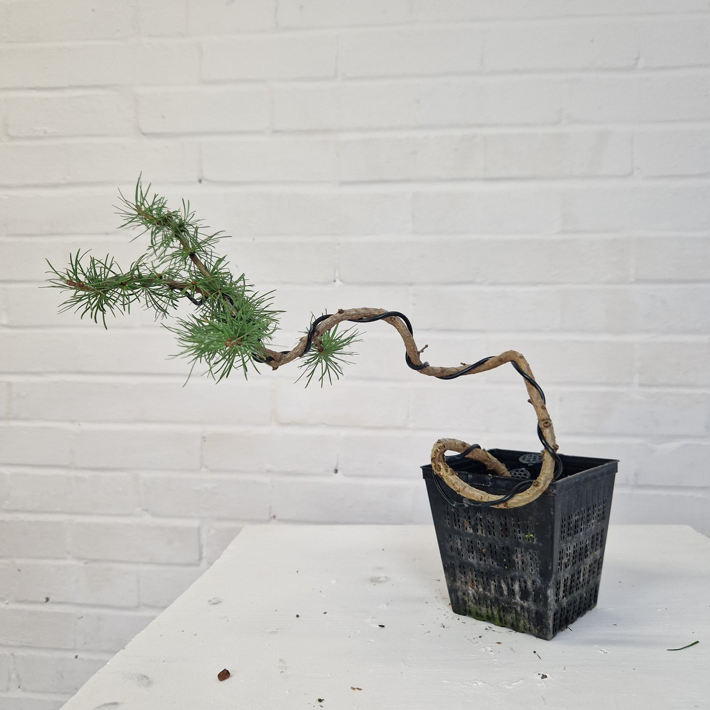 Japanese larch starter Bonsai tree