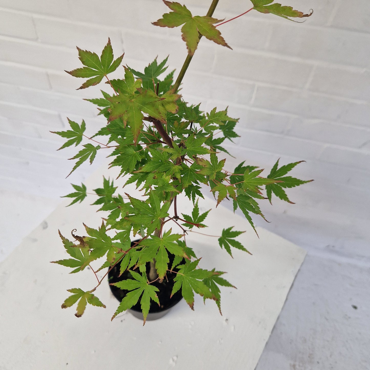 Japanese Mountain Maple Starter Bonsai