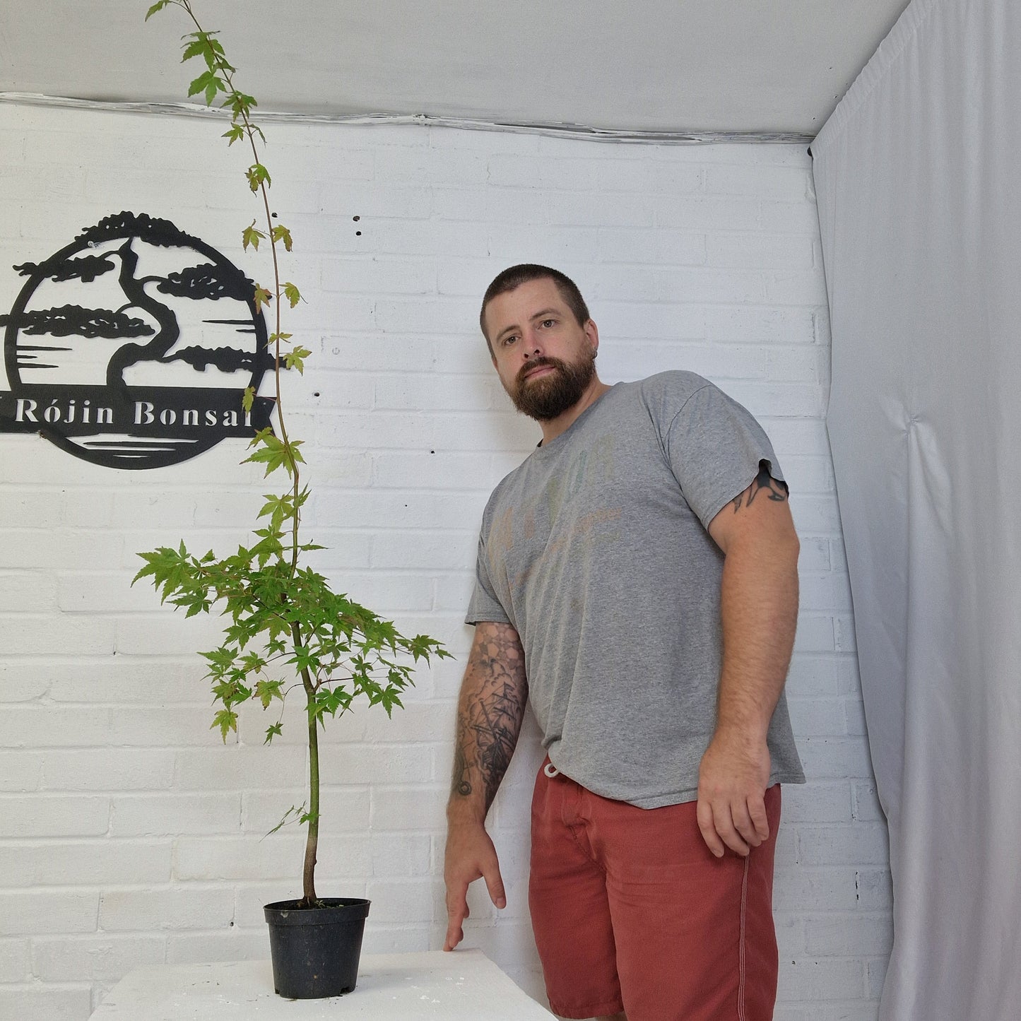 Japanese Mountain Maple Starter Bonsai