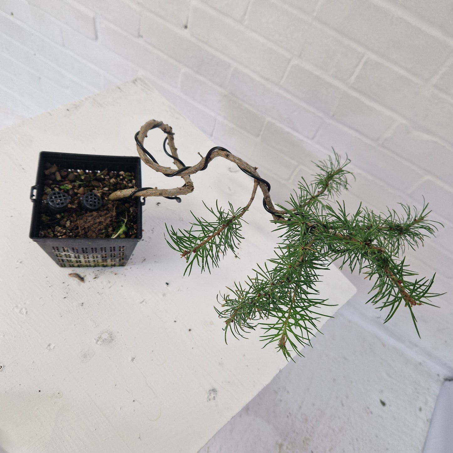 Japanese larch starter Bonsai tree