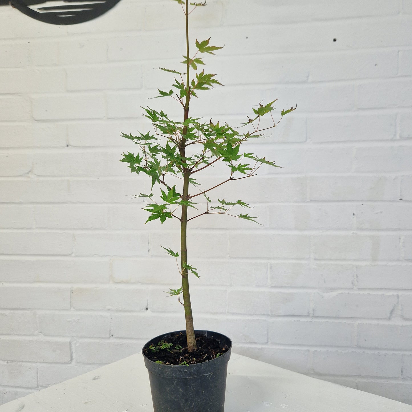 Japanese Mountain Maple Starter Bonsai